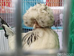 Saat Ratusan Ayam Hias Adu Kecantikan di Kota Blitar Saat Ratusan Ayam Hias Adu Kecantikan di Kota Blitar