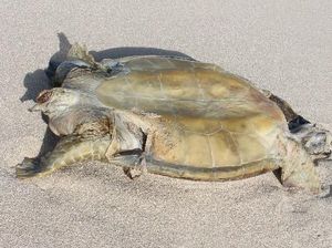 Nelayan Indonesia Diduga Bunuh Penyu Hijau yang Hampir Punah di Perairan Australia