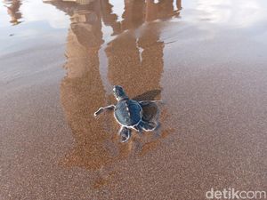 Kondisi Memprihatinkan Penangkaran Penyu di Pulau Trisik Kulon Progo Kondisi Memprihatinkan Penangkaran Penyu di Pulau Trisik Kulon Progo