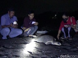 Menakjubkan! Penyu Lekang Kembali Bertelur di Pantai Banyuwangi