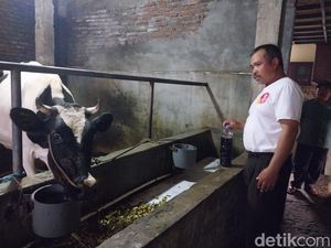 Upaya Peternak Pujon Malang Selamatkan Sapi yang Terpapar PMK Upaya Peternak Pujon Malang Selamatkan Sapi yang Terpapar PMK