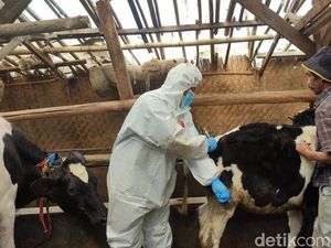 Virus LSD Menggila, 18 Ekor Sapi di KBB Terpapar Virus LSD Menggila, 18 Ekor Sapi di KBB Terpapar
