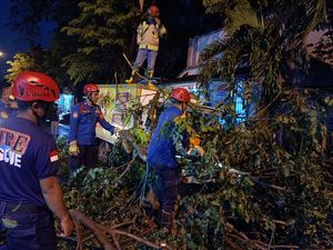 Pohon Tumbang Timpa Mobil Boks di Purwakarta, Sopir Sempat Terjebak