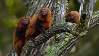 Potret Tamarin, Si Monyet Kecil yang Terancam Punah di Brasil