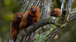 Potret Tamarin, Si Monyet Kecil yang Terancam Punah di Brasil