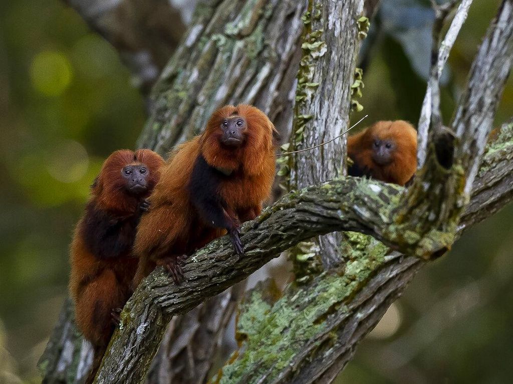 Potret Tamarin, Si Monyet Kecil yang Terancam Punah di Brasil