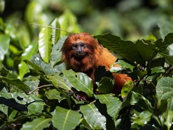 Tentang 6 Maret Hari Konvensi CITES (Perdagangan Satwa Liar)