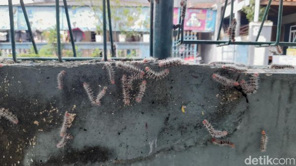 Penampakan Ulat Bulu Serang SD di Kota Bogor