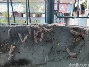 Penampakan Ulat Bulu Serang SD di Kota Bogor