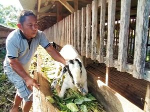 Jelang Idul Adha, Pasokan Kambing di Jembrana Turun-Harga Naik