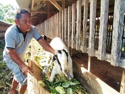Jelang Idul Adha, Pasokan Kambing di Jembrana Turun-Harga Naik