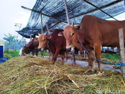 Stok Hewan Kurban di Gresik Cukup, Warga Dilarang Beli Sapi dari Luar