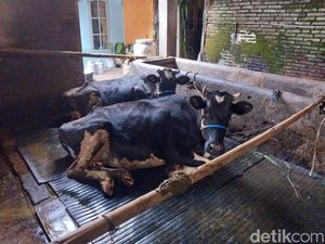 Peternak Sapi di Malang Juga Andalkan Dukun Atasi Wabah PMK Peternak Sapi di Malang Juga Andalkan Dukun Atasi Wabah PMK
