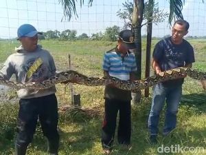 Warga Mojokerto Tangkap Sanca Sebesar Tiang Listrik Sepanjang 4 Meter