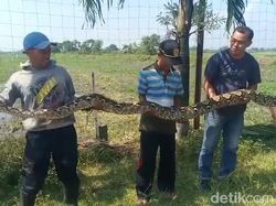Warga Mojokerto Tangkap Sanca Sebesar Tiang Listrik Sepanjang 4 Meter