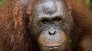 Anjas hingga Cemong, 5 Orang Utan Dilepasliarkan di Hutan Kalteng