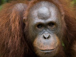 Anjas hingga Cemong, 5 Orang Utan Dilepasliarkan di Hutan Kalteng