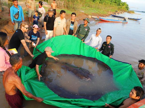Wow... Nelayan Tangkap Ikan Air Tawar Terbesar, Begini Wujudnya