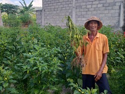 Pilu Petani di Karangasem, Harga Cabai Mahal Justru Gagal Panen