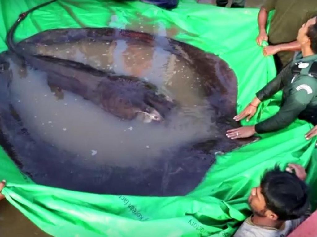 Ikan Pari Air Tawar Raksasa Seberat 300 Kg Ditemukan di Kamboja