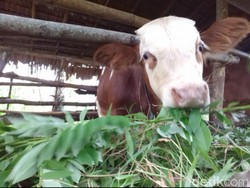 Ratusan Sapi di Sragen Terjangkit Virus LSD, Pemkab Siapkan Vaksin