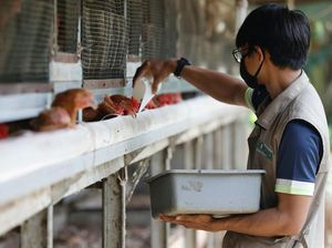 Indonesia Isi Kekurangan Pasokan Ayam di Singapura Usai Malaysia Batasi Ekspornya