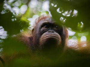 Orang Utan Kalimantan: Ciri-ciri, Habitat, dan Kondisinya Kini Orang Utan Kalimantan: Ciri-ciri, Habitat, dan Kondisinya Kini