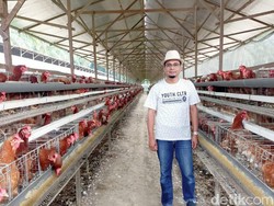 Impor Jagung Dilarang, 30 Persen Peternak Ayam di Sumut Bangkrut