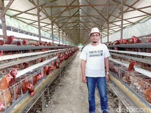 Impor Jagung Dilarang, 30 Persen Peternak Ayam di Sumut Bangkrut Impor Jagung Dilarang, 30 Persen Peternak Ayam di Sumut Bangkrut