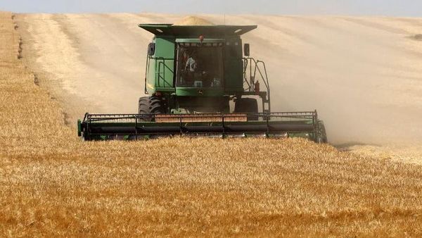 Melihat Panen Gandum di Tengah Perang Rusia-Ukraina