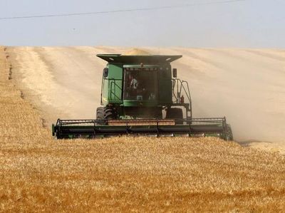 Melihat Panen Gandum di Tengah Perang Rusia-Ukraina