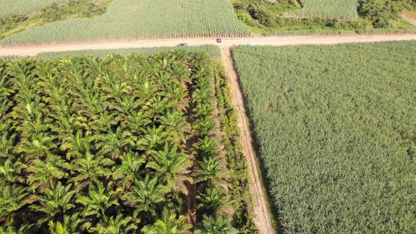 Penampakan 4300 Hektare Lahan Diserobot Eks Cawalkot Palembang