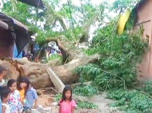 Pohon Mahoni Raksasa Tumbang di Tanjungbalai, Timpa 3 Pejalan Kaki