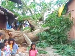 Pohon Mahoni Raksasa Tumbang di Tanjungbalai, Timpa 3 Pejalan Kaki