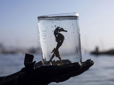 Kabar Baik, Populasi Kuda Laut di Brasil Meningkat