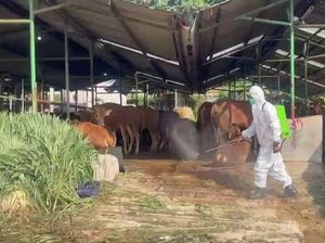 488 Sapi di Rumah Potong Hewan Kota Bogor Suspek PMK, 1 Ekor Mati