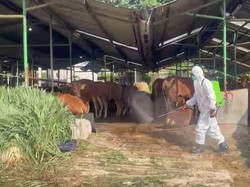 488 Sapi di Rumah Potong Hewan Kota Bogor Suspek PMK, 1 Ekor Mati