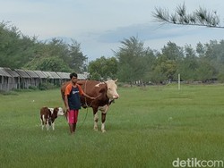 Laguna Pantai Glagah Jadi Tempat Isolasi Sapi Terjangkit PMK