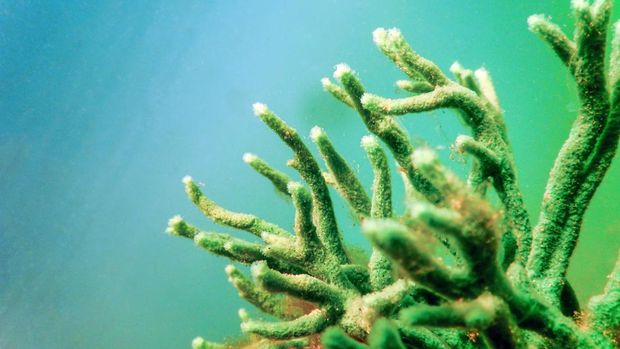 Freshwater Sponge (Spongilla lacustris) Spongillidae Freshwater Underwater