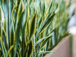 10 Rekomendasi Tanaman Hias Indoor yang Tangguh dengan Cahaya Minim