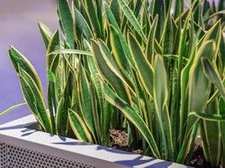 7 Tanaman Pembawa Rezeki Menurut Feng Shui, Letakkan di Depan Rumah