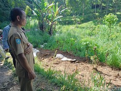 Peternak Sapi Perah Ponorogo Butuh Alat Berat dan Sembako Imbas PMK