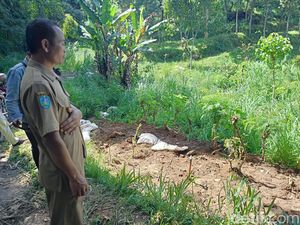 Peternak Sapi Perah Ponorogo Butuh Alat Berat dan Sembako Imbas PMK Peternak Sapi Perah Ponorogo Butuh Alat Berat dan Sembako Imbas PMK