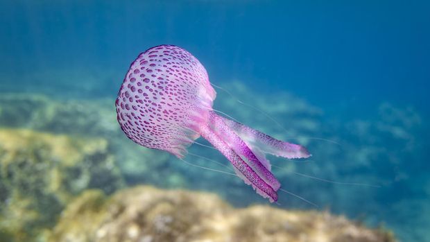 Pelagia noctiluca is a jellyfish in the family Pelagiidae and the only currently recognized species in its genus. It is typically known in English as the mauve stinger, but other common names are purple-striped jelly (causing potential confusion with Chrysaora colorata), purple stinger, purple people eater, purple jellyfish, luminous jellyfish and night-light jellyfish.