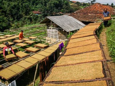 Wanginya Tembakau yang Hidupi Desa di Sumedang, Jabar