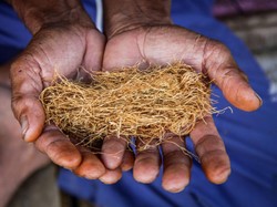 RUU Kesehatan Bikin Petani Tembakau Sumedang Terjepit