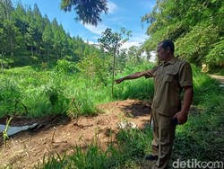Dalam Sehari 8 Ekor Sapi Perah Mati Akibat PMK di Ponorogo