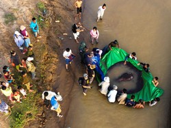 Video: Penampakan Ikan Pari Jumbo Berbobot 300 Kilogram