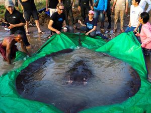 Nelayan Kamboja Tangkap Ikan Air Tawar Terbesar di Dunia!