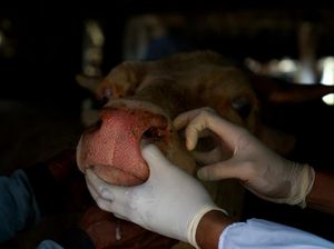 Australia Guyur RI 12 M Bantu Tekan Wabah Penyakit Ternak Australia Guyur RI 12 M Bantu Tekan Wabah Penyakit Ternak